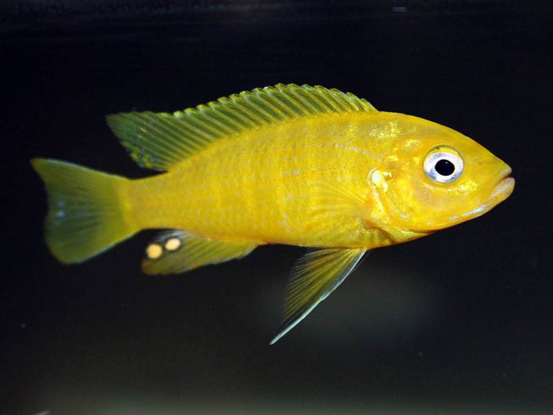 Cynotilapia sp. 'lion ntekete' Liwani